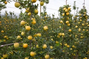 Priest Bros Orchards launches premium apple juice