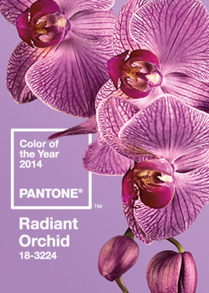 Radiant Orchid in bloom as Pantone 2014 colour of the year