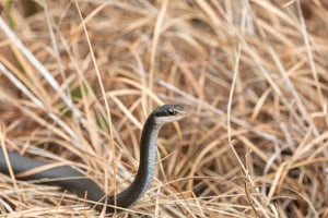 How to&hellip; hike safely with snakes