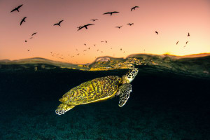 2017 Photographer of the Year presented by Panasonic: the winners!
