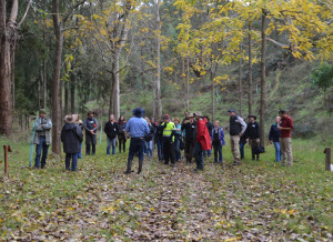 Growing trees for profit