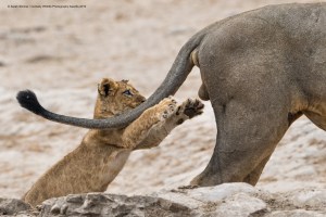 Winner of the 2019 Comedy Wildlife Photography Awards announced