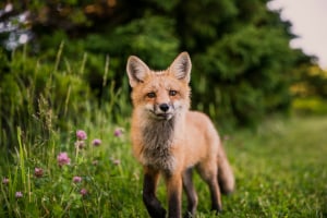 Sneaky fox blamed for theft of 32 pairs of shoes
