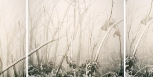 2020 Bowness Photography Prize now open for entries