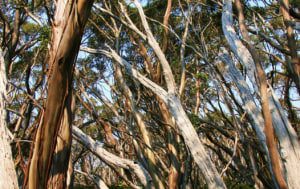 Responsible Wood launches 'PEFC Australia' website