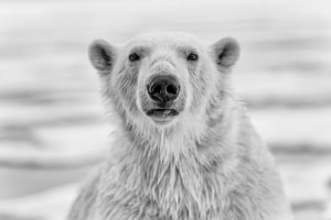 New Big 5: wildlife initiative asks us to shoot images, not guns 