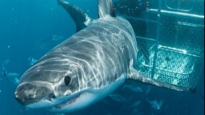 Shark attack: New wetsuit could reduce blood loss 