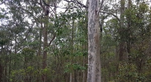 Vale Richard Neville-Smith