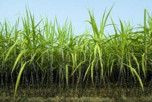 Global giants unite to protect bioplastic feedstocks