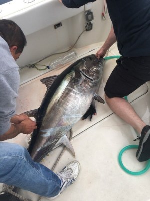 Lockdown fishing in the UK: Big bluefin are back!