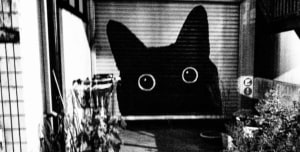 Paper moon: Images of Japan by Tony Maniaty opens in Sydney