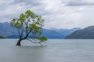 New Zealand's iconic Wanaka Tree attacked with saw
