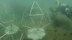 Artificial reef debuts at Sydney Opera House 