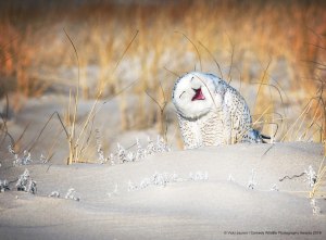 Comedy Wildlife Photography Awards 2019: Best entries so far