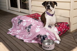 VistaPrint brings festive hope to shelter pets