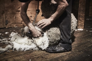 Woolmark CEO John Roberts talks sourcing, shearers and sustainability