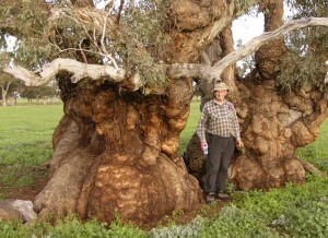 A Tree Emblem for Australia