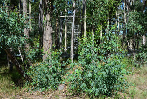 Young growing forests offer greatest opportunity for carbon storage