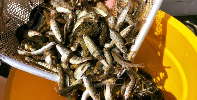Tiger trout released in Thompsons Creek Dam - Vimarsana News