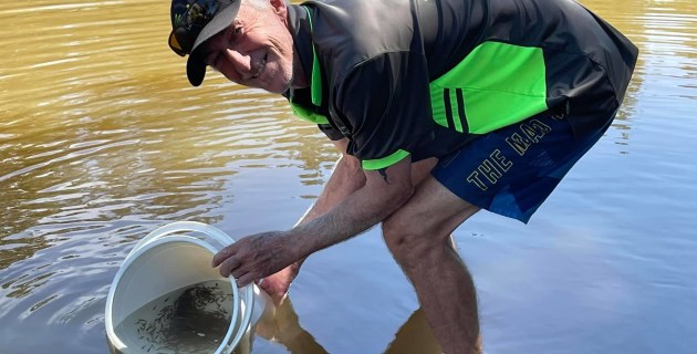Another mass fish stocking for Macquarie River - Vimarsana News