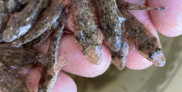 42,000 dusky flathead released into Gippsland Lakes! - Vimarsana News