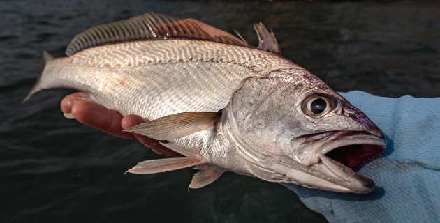 90,000 mulloway released into NSW Recreational Fishing Havens - Vimarsana News
