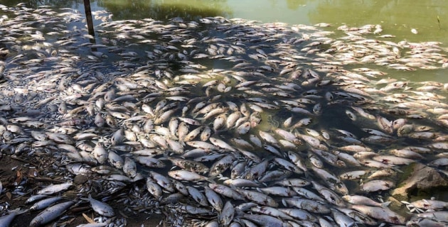 Fisheries expert: Darling River ecology "extinct" and Murray cod "in real trouble" - Vimarsana News