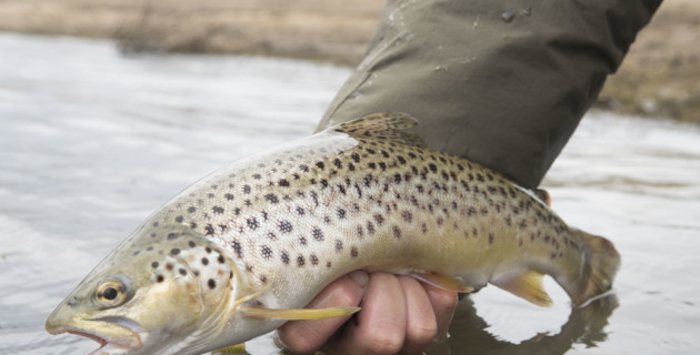 NSW trout season opens this weekend - Fishing World