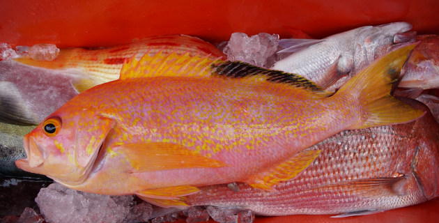 Fish for the dish: Catch and cook your own fish! - Vimarsana News