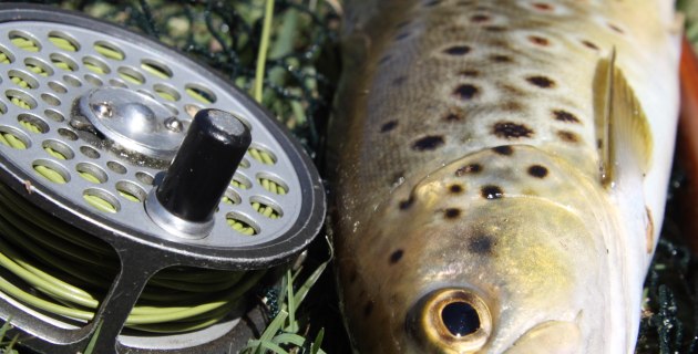 NSW trout season opens this October long weekend - Fishing World