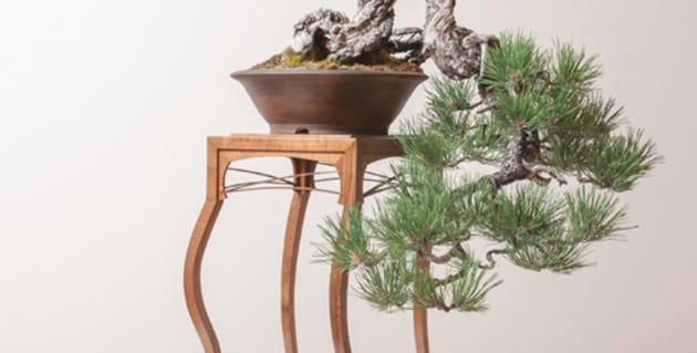 tree seeds for bonsai Bonsai Starter Kit