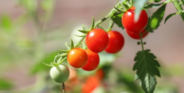 Italian producers dumping tomatoes in Australia