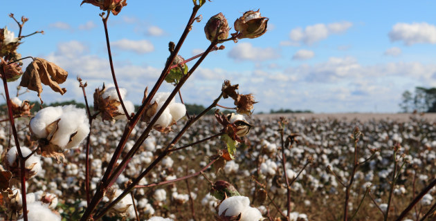 These are the 15 Aussies set to make a difference in our cotton industry - Vimarsana News