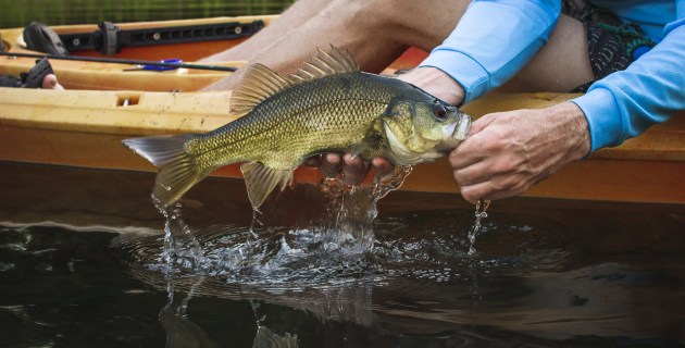 Closed season for bass, EP - Fishing World - Vimarsana News