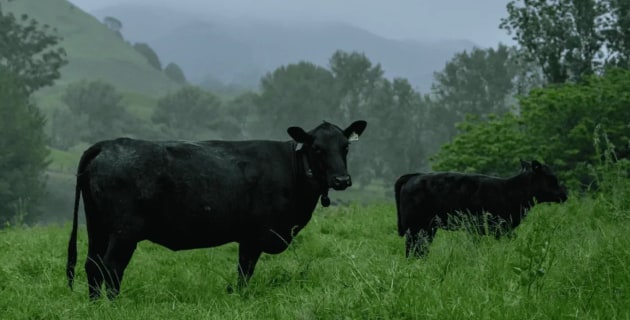 NZ agtech company raises $315m for Australian expansion