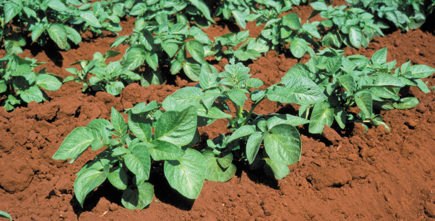 CSIRO kicks off year with free foodtech program for SMEs