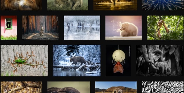 Shortlist revealed for Wildlife Photographer of the Year People’s ...