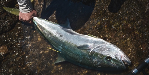 ENVIRONMENT: Kingfish questions - Fishing World - Vimarsana News