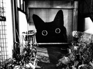 alt text for this image