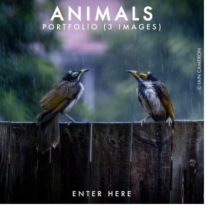 ANIMALS 2026