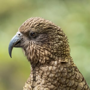 September theme: Things that fly