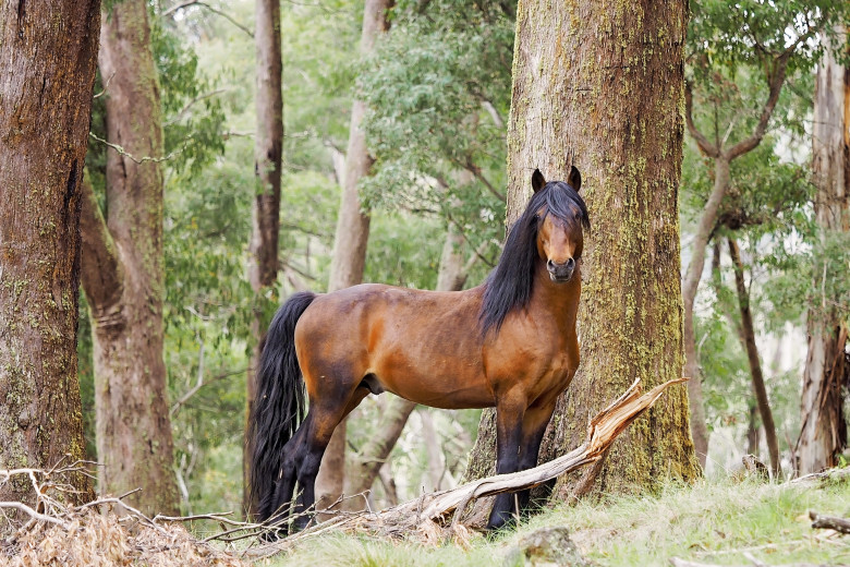 The Australian Brumby Australian Photography