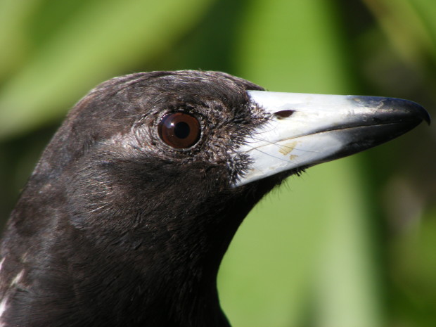 The eye of the Butcher bird