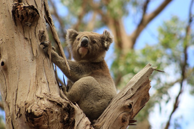 Koala in the gums