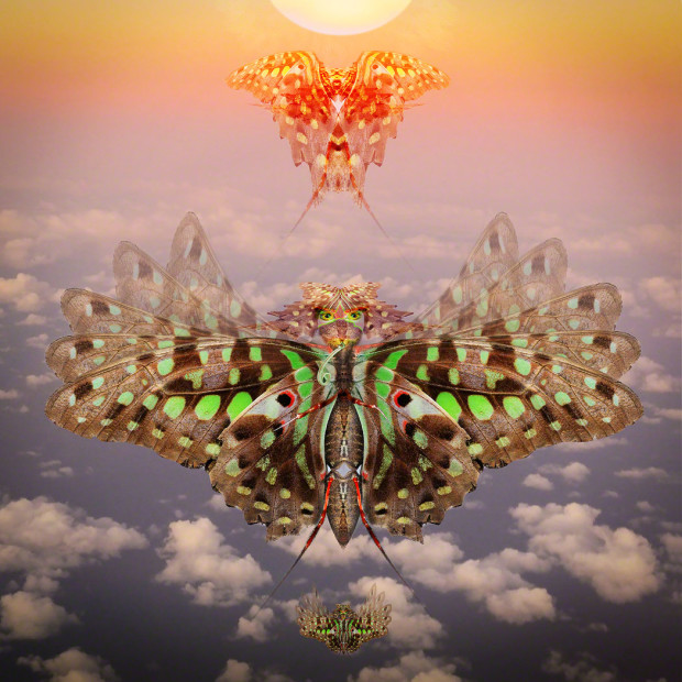 Do Moths Get Attracted To The Sun