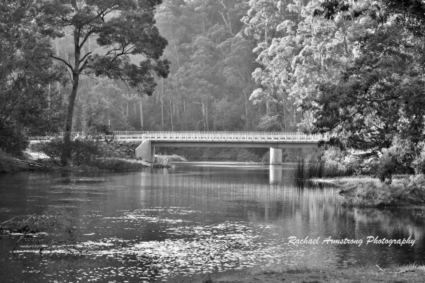 Bridge at Fern Glade