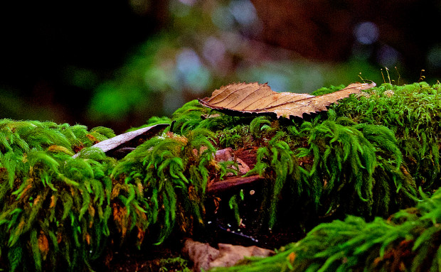 Ancient Timber Bridge