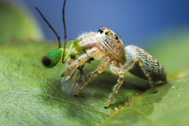 Munching Mozzies - Australian Photography