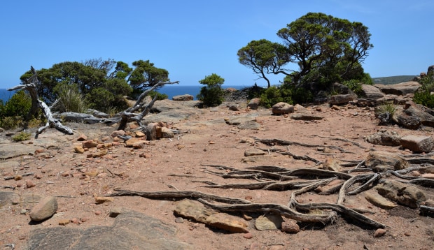 Tree Roots - Australian Photography