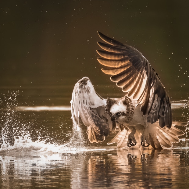 Osprey Hunting Australian Photography